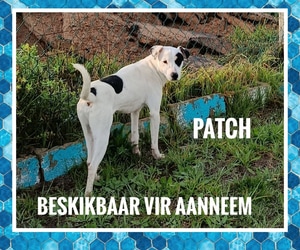 Meet Patch - Looking for His Forever Home!