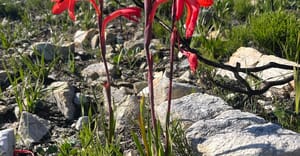 Fynbos After Fire: Wildflowers and Invasive Control