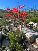 Fynbos After Fire: Wildflowers and Invasive Control