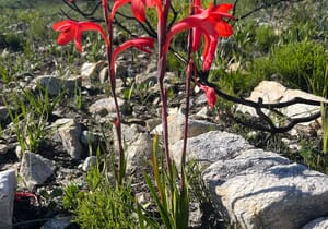 Fynbos After Fire: Wildflowers and Invasive Control