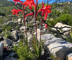Fynbos After Fire: Wildflowers and Invasive Control