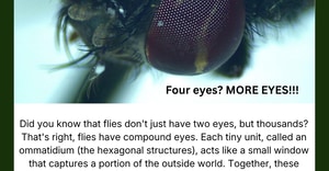 Under the Microscope: Eyes in Focus