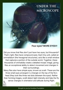 Under the Microscope: Eyes in Focus