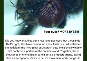 Under the Microscope: Eyes in Focus