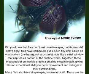 Under the Microscope: Eyes in Focus