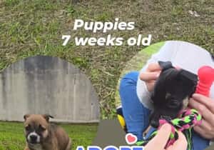 7-Week-Old Puppies Available for Adoption