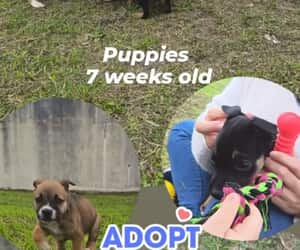 7-Week-Old Puppies Available for Adoption