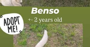 Ready for Adoption - Meet Benso