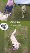 Ready for Adoption - Meet Benso