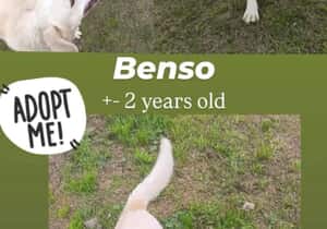 Ready for Adoption - Meet Benso