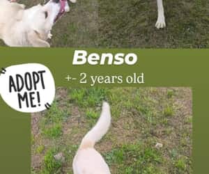 Ready for Adoption - Meet Benso
