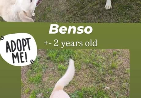 Ready for Adoption - Meet Benso