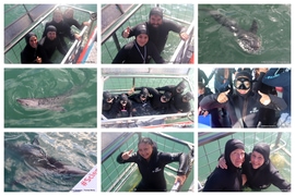 Daily Blog: 25 June 2026 | Shark Cage Diving in South Africa