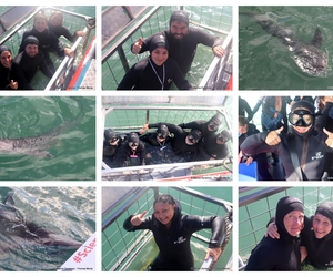 Daily Blog: 25 June 2026 | Shark Cage Diving in South Africa