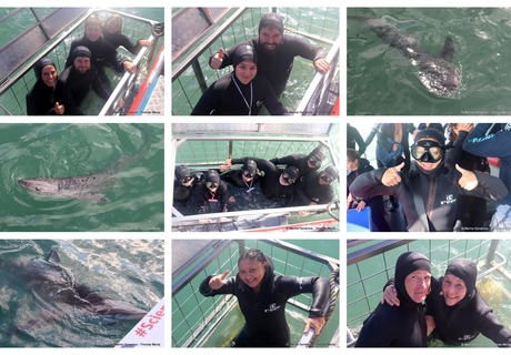 Daily Blog: 25 June 2026 | Shark Cage Diving in South Africa