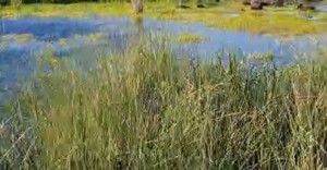 Endangered Micro Frog Brings Hope After Wildfire