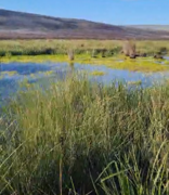 Endangered Micro Frog Brings Hope After Wildfire