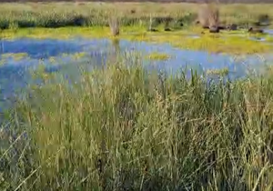 Endangered Micro Frog Brings Hope After Wildfire