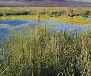Endangered Micro Frog Brings Hope After Wildfire