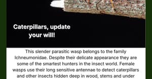 Parasitic Wasp Under the Microscope