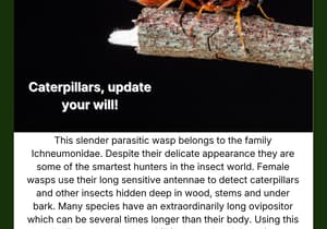 Parasitic Wasp Under the Microscope