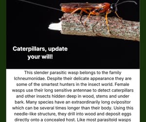 Parasitic Wasp Under the Microscope