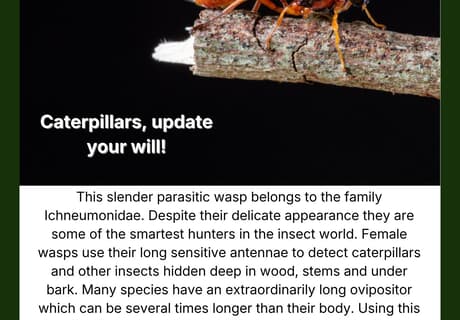 Parasitic Wasp Under the Microscope