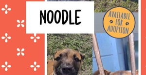 Meet Noodle