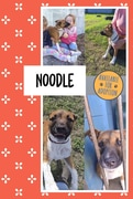Meet Noodle
