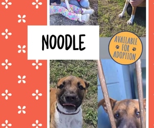 Meet Noodle