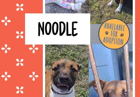 Meet Noodle