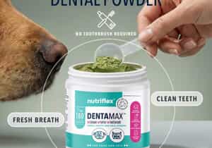Support Your Dog's Dental Health