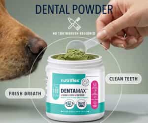 Support Your Dog's Dental Health