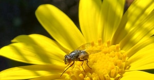 Nature's Tiny Pollinator