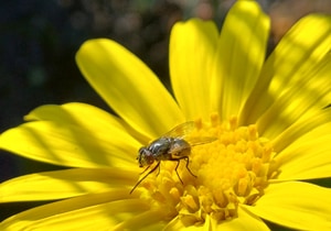 Nature's Tiny Pollinator