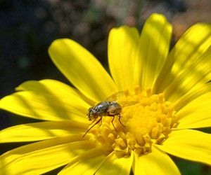 Nature's Tiny Pollinator