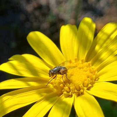 Nature's Tiny Pollinator
