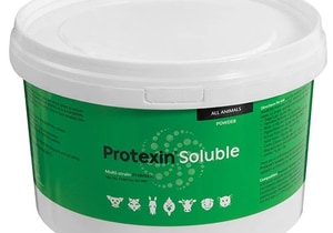 Support Your Pet's Gut Health