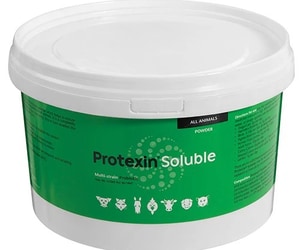 Support Your Pet's Gut Health