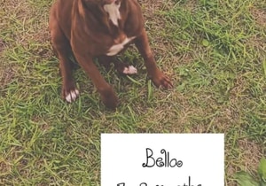 Pitbull Cross Bella for Adoption