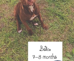 Pitbull Cross Bella for Adoption