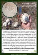 This Week Under the Microscope: Oyster Mushroom