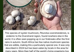 This Week Under the Microscope: Oyster Mushroom
