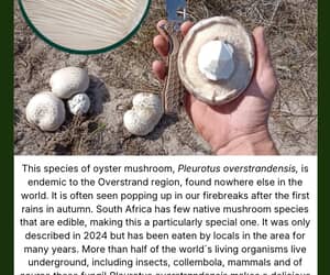 This Week Under the Microscope: Oyster Mushroom