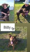 Billy Is Looking for a Loving Home