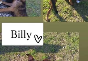 Billy Is Looking for a Loving Home