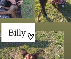Billy Is Looking for a Loving Home