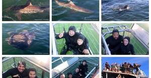 Daily Blog: 07 July 2026 | Shark Cage Diving in South Africa