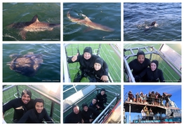 Daily Blog: 07 July 2026 | Shark Cage Diving in South Africa