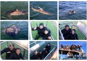 Daily Blog: 07 July 2026 | Shark Cage Diving in South Africa